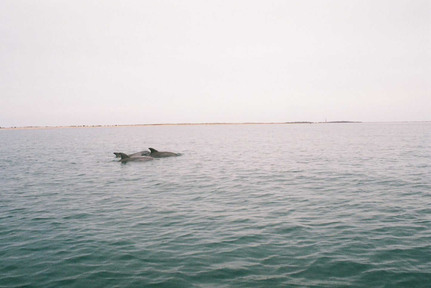 Dolphin Pod - Poster