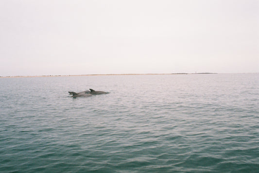 Dolphin Pod - Poster