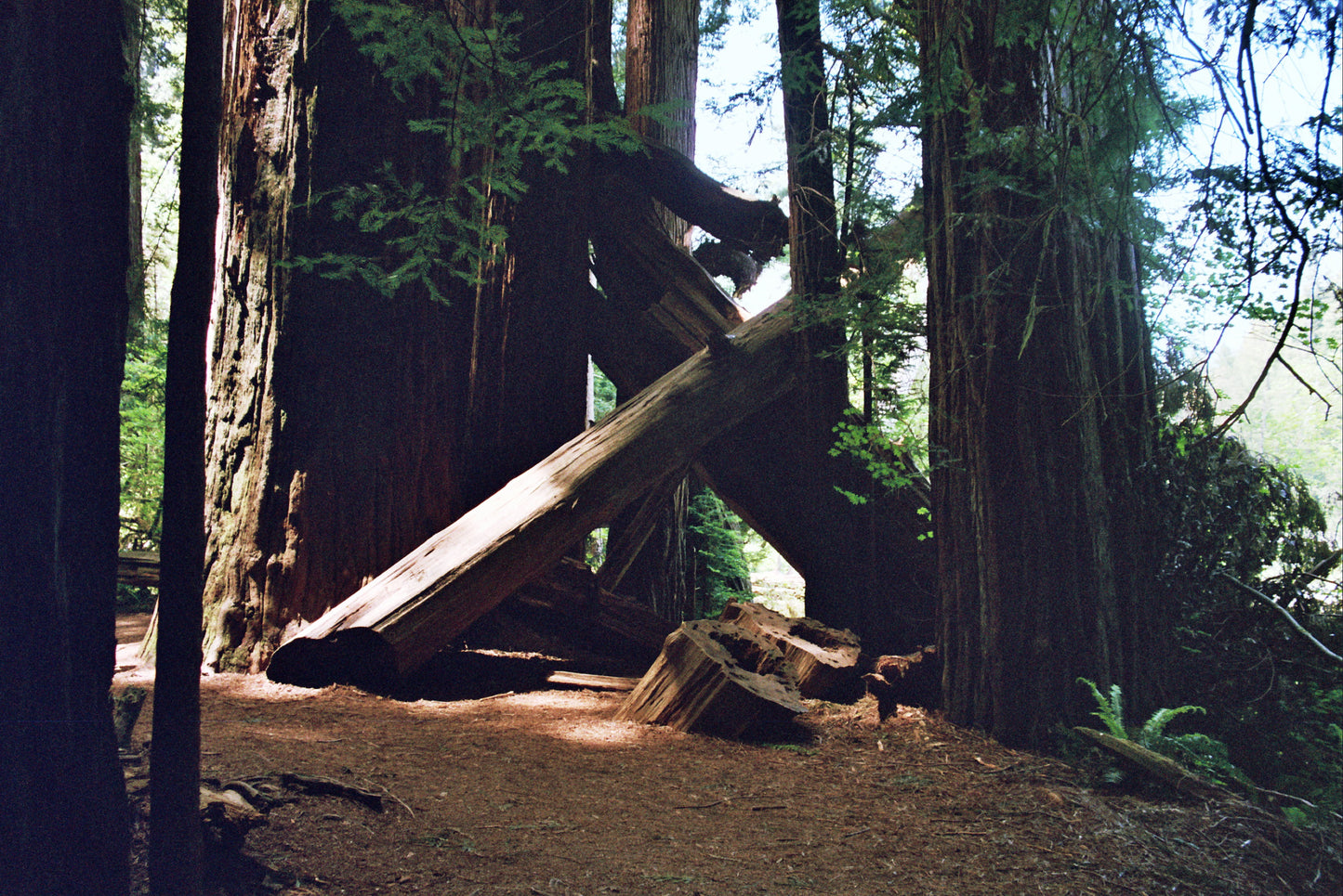 Redwoods - Poster