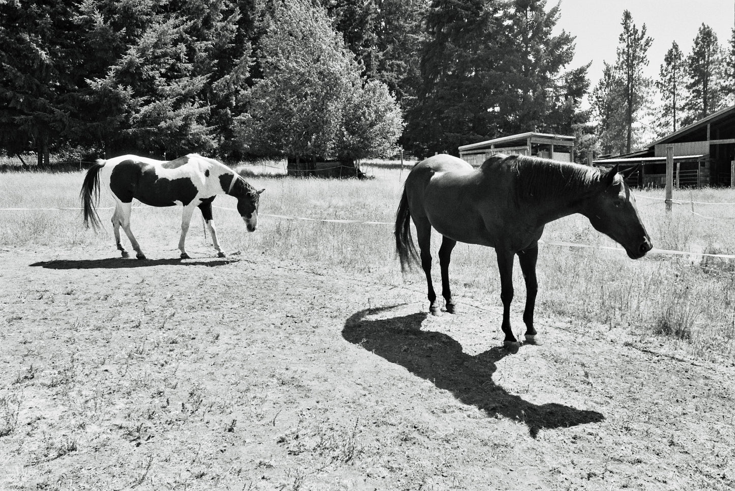 Horse and Shadow - Poster