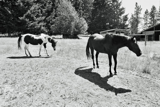 Horse and Shadow - Poster